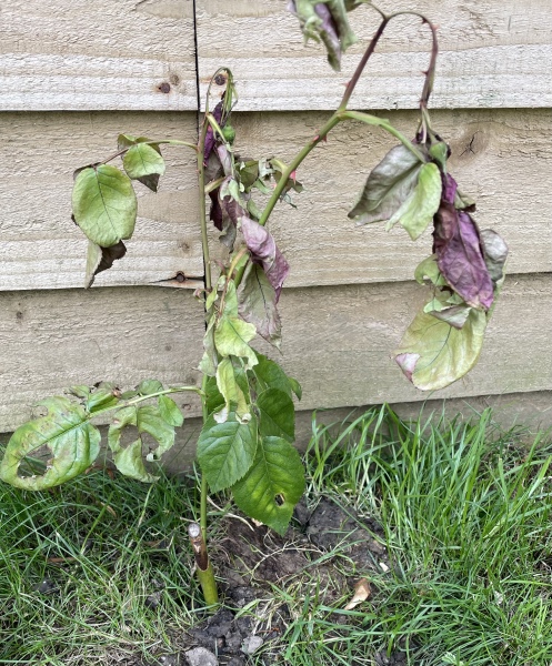 My very precious rose cutting is dying! Please help!