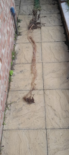 What have you done in the garden today? Part 5