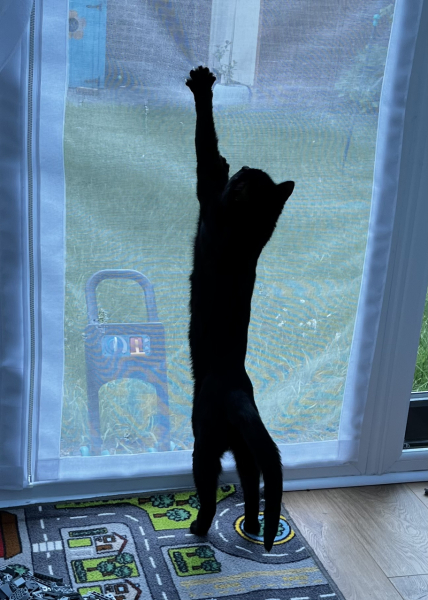 The One where TC moved to Scotland and joined the Excellent Cats