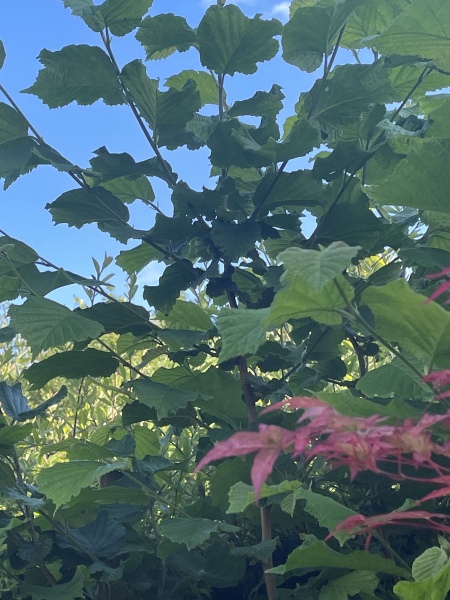 What is this tree/plant please?