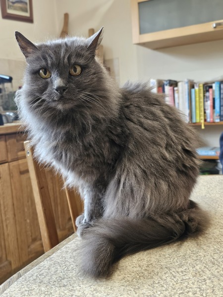 The One where TC moved to Scotland and joined the Excellent Cats