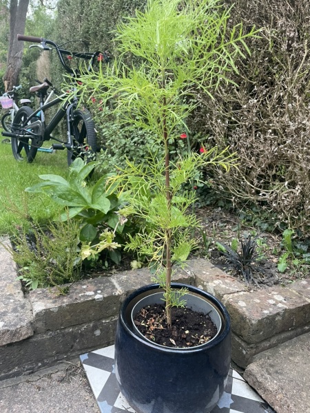 What's wrong with my Cosmos