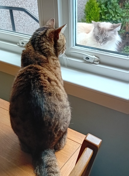 The One where TC moved to Scotland and joined the Excellent Cats