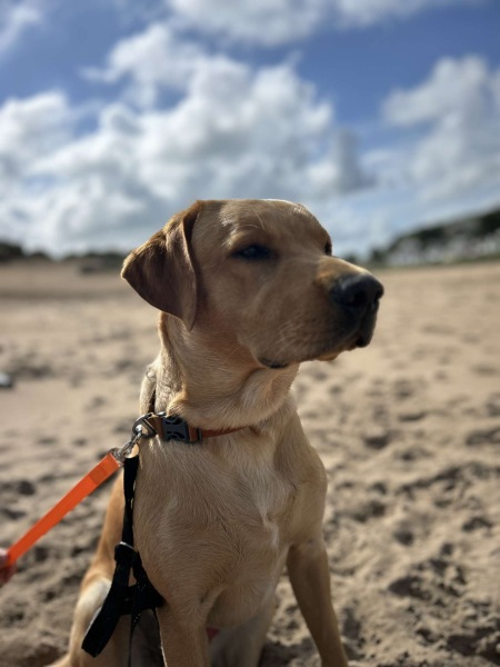 favourite thing your dog does?