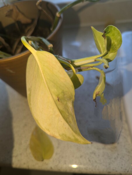 Help! Tradescantia