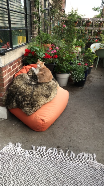 Help! Hydrangea Emilie menopause rescue please