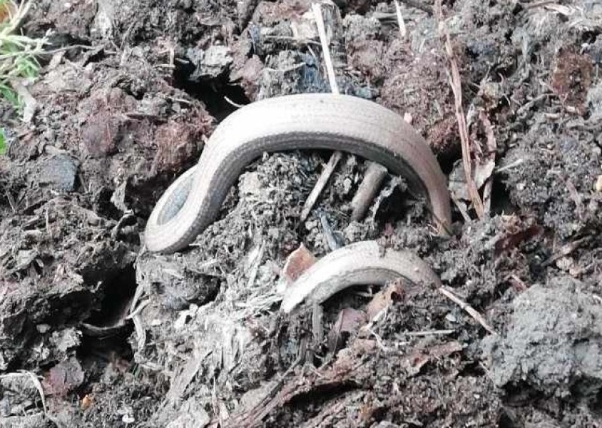 Why don't slugs eat the weeds?