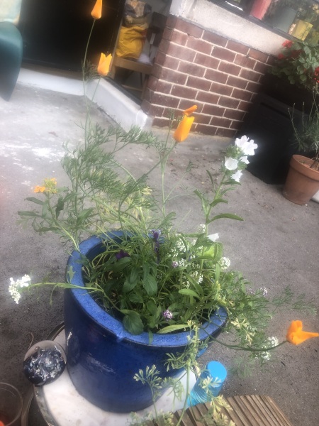 Help! Hydrangea Emilie menopause rescue please