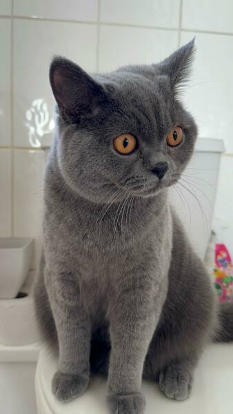Just been told my cat is overweight