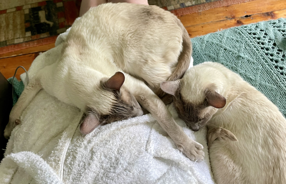 Thread 49 Sunak: He Left them on the beaches