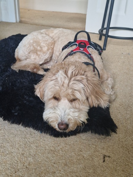 Golden retriever puppy?