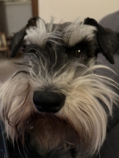 Thread 50 Sunak: Civil war, what civil war?