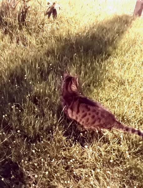 The One where TC moved to Scotland and joined the Excellent Cats