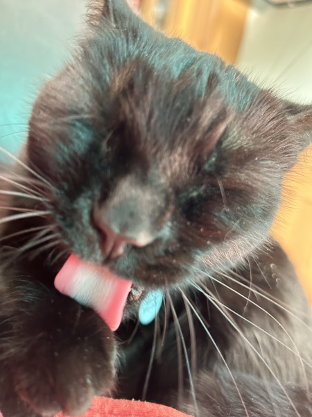 Thread 49 Sunak: He Left them on the beaches