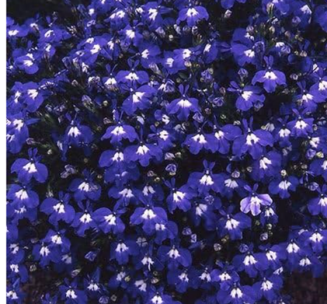Mottisfont Abbey plant id