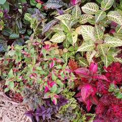 Anyone else planting a jungle/tropical garden?