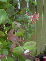 What is wrong with my honeysuckles?