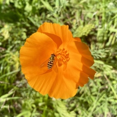 Wildflower meadow