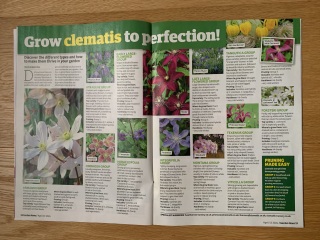 Where do you cut back to on a dying clematis Montana?