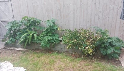 Raised flowerbed against wooden fence