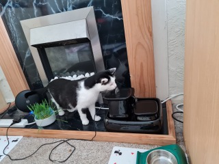 Machiavellian Misbehaviour- the Excellent Cats Deny Everything