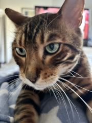 Does your pet have 'a person'