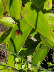 Thread 48 - Sunak - Capsized on the Ship of Lies