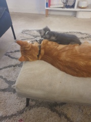 Cat not home= when to panic?