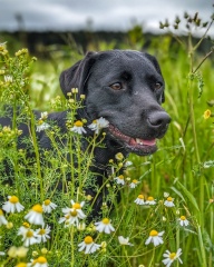 Then and Now - Your Puppy to Adult Dog Photos