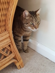 Machiavellian Misbehaviour- the Excellent Cats Deny Everything