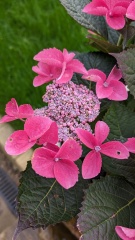 What am I doing wrong with my hydrangeas?