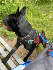 Thread 51 Sunak: A William Hill to die on