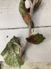 What’s happening to our Apple Tree?