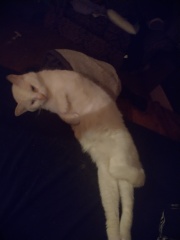 The One where TC moved to Scotland and joined the Excellent Cats