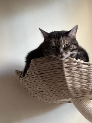 The One where TC moved to Scotland and joined the Excellent Cats