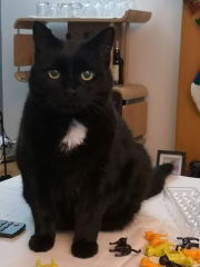 Recommend me options for a cat that wees a lot please :)