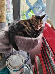 Crying cat?