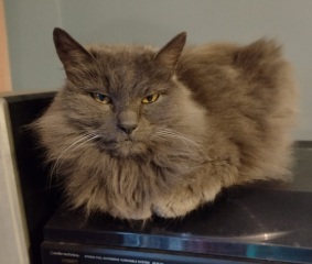 Machiavellian Misbehaviour- the Excellent Cats Deny Everything