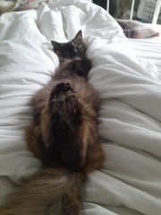 Do you speak 'cat'?