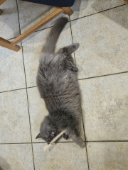 The One where TC moved to Scotland and joined the Excellent Cats