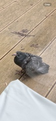 Distressed Bird (possible pidgeon)