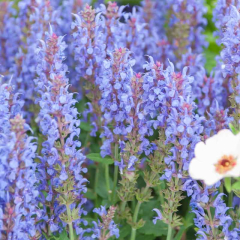 Plants like 'hot lips'