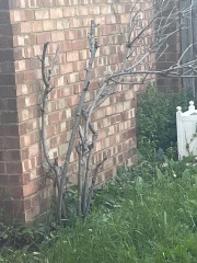Please help me fix up the garden