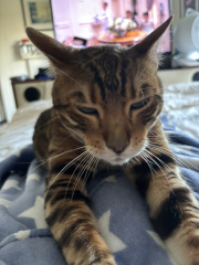 Does your pet have 'a person'