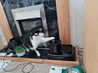 Machiavellian Misbehaviour- the Excellent Cats Deny Everything