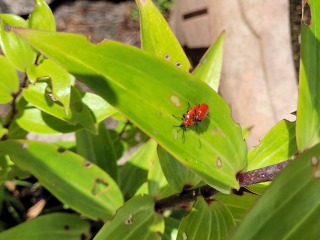 Thread 48 - Sunak - Capsized on the Ship of Lies