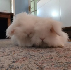 Shall we have a pet thread? Something nice for over the weekend 😁