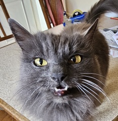 The One where TC moved to Scotland and joined the Excellent Cats