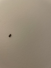 Woodworm