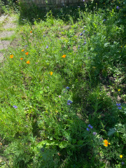 Wildflower meadow